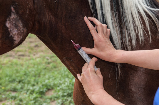 traitement pr&eacute;ventif et suivis sanitaire du cheval par le v&eacute;t&eacute;rinaire.