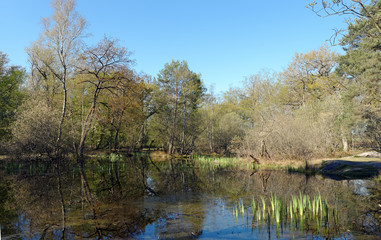 Fototapeta na wymiar Forêt de Fontainebleau,mare aux fées 