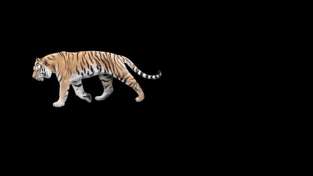 Tiger slowly walking across the frame on black screen, real shot, isolated on alpha channel premultiplied with black and white luminance matte, perfect for digital composition, cinema, 3d mapping