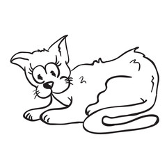 cat