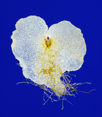 Fern prothallium (prothallus)