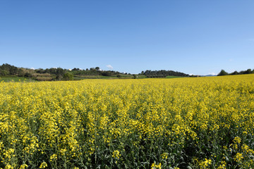 Obraz premium Canola fields in the Ampurdan, near Monells, Girona province, Ca