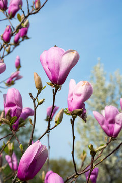 Fototapeta Magnolia buds. Branches of a magnolia