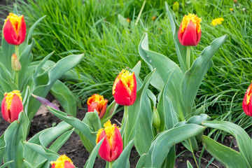 Red tulip in the grass