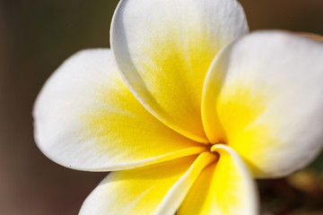 Frangipani - plumeria flower