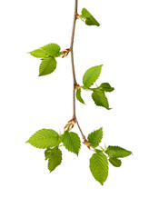 young birch leaves isolated