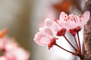 branch of a cherry blossom tree, pink flower