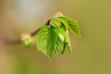 young leaves in spring on a branch