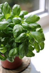 Fresh green basil in flowerpot on the window sill. Selective focus.