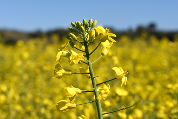 Obraz premium Canola fields in the Ampurdan, near Monells, Girona province, Ca