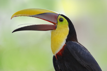 Chestnut-mandibled Toucan - Panama