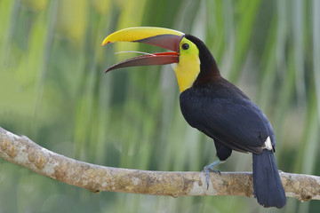 Chestnut-mandibled Toucan - Panama