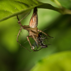 Little spider.