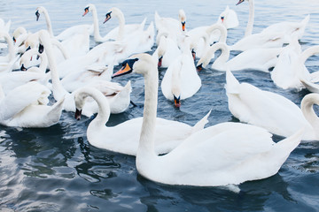 Flock of swans