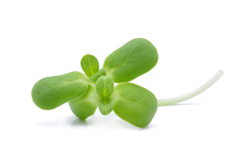 green young sunflower sprouts isolated on white background