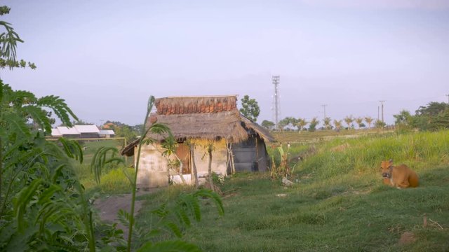Establishing shot of a rustic abandoned house with a brown cow laying nearby