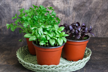 Kitchen herbs in flowerpots. Green basil,red basil,parsley.