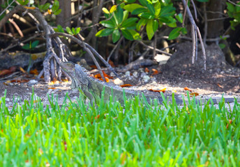 Green Iguana - Green Grass
