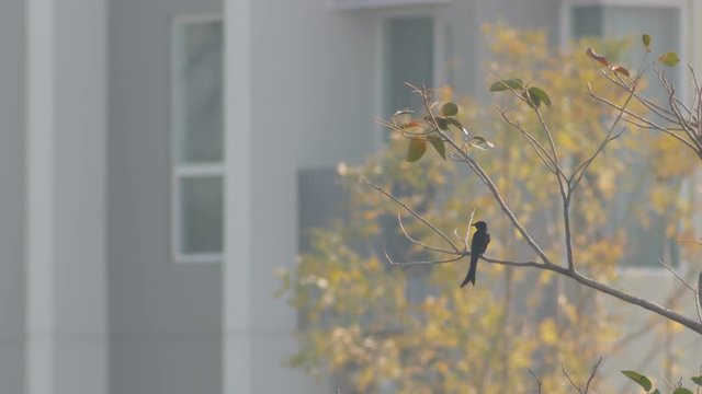 Black drongo is flying from the tree branch in front of the building