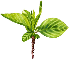 Young fresh blossoming cherry leaves. Watercolor botanical illustration, isolated on white background.