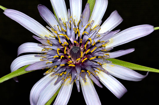 A macro daisy flower