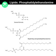 Phosphatidylethanolamine phospholipid molecule
