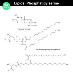 Phosphatidylserine phospholipid molecule