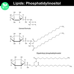 Phosphatidylinositol phospholipid molecule