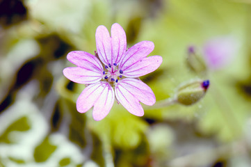 Fototapeta premium Flower