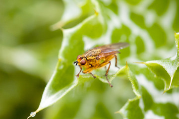 Fly