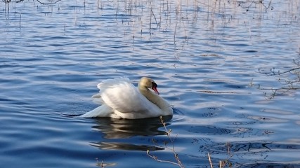 Fototapeta premium Schwan
