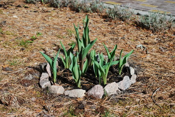Sprouts of tulips grow up in the ring small flowerbed. No flowers on this moment. Springtime.