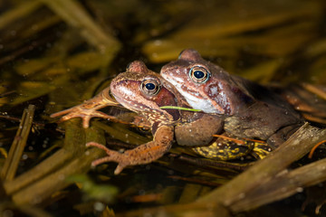Mating frogs in water