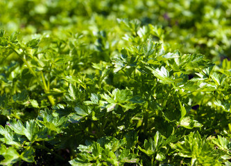Fototapeta na wymiar Fresh green spice parsley growing in the garden. Selective focus.