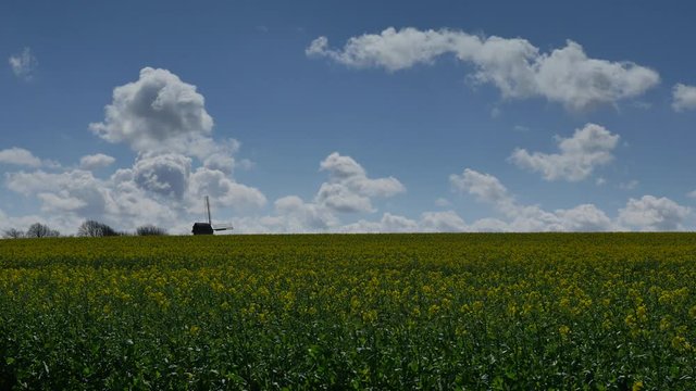 champ de coza et moulin au printemps