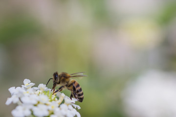 Bienen auf weißer Blüte beim Bestäuben, Makro
