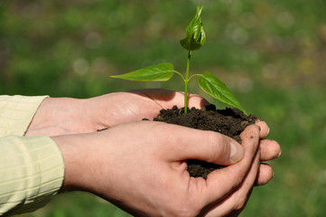 Hands holding green sapling with soil