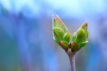 spring buds on  bush