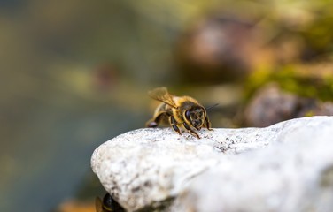 Honey bee sitting on stone