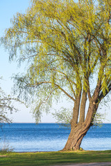 Lonely tree on bank of wide river