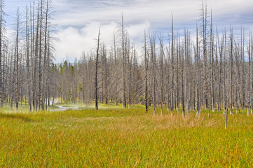 Dead trees, Yellowstone National Park