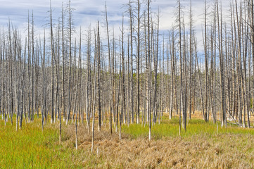 Dead trees, Yellowstone National Park