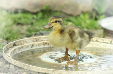 Duckling