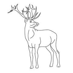 Deer - a resident of the forest