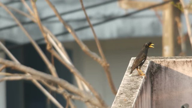 a crested myna bird is walking on the cement wall