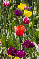 bed of tulips growing in spring garden tulips