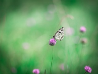 Beautiful butterfly sitting on plant