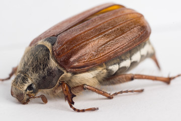 May beetle. High resolution image.