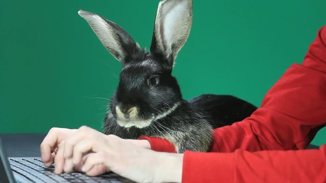 Cute black rabbit lying near the girl who is typing on a laptop