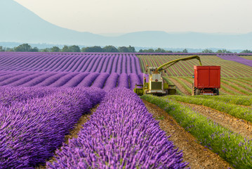 Harvesting lavender field around Valensole, Provence